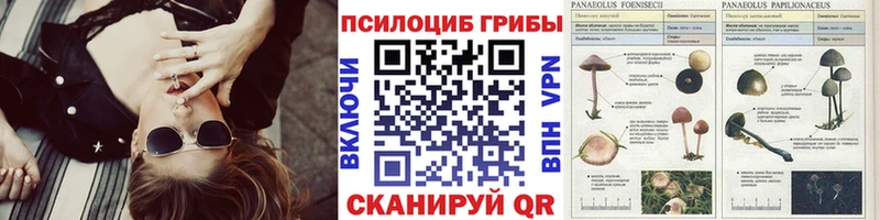 кракен ONION Железногорск Псилоцибиновые грибы Cubensis